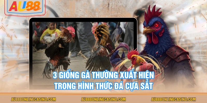 3 giống gà thường xuất hiện trong hình thức đá cựa sắt