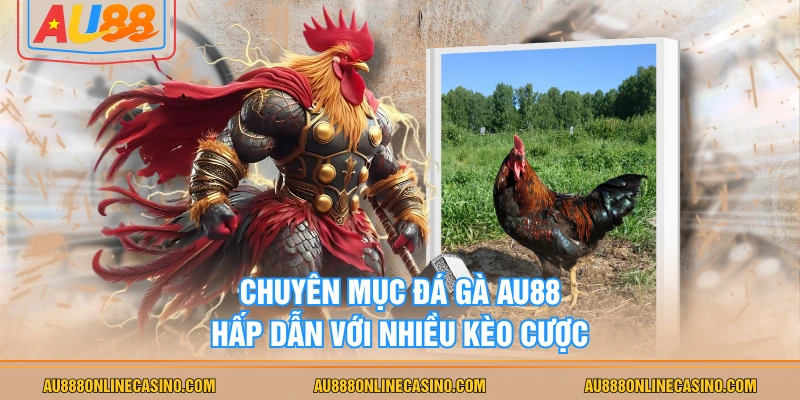 Chuyên mục đá gà AU88 hấp dẫn với nhiều kèo cược