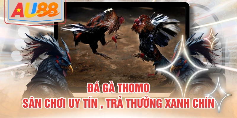 đá gà Thomo