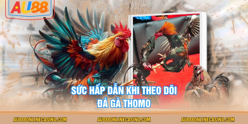 Sức hấp dẫn khi theo dõi đá gà Thomo