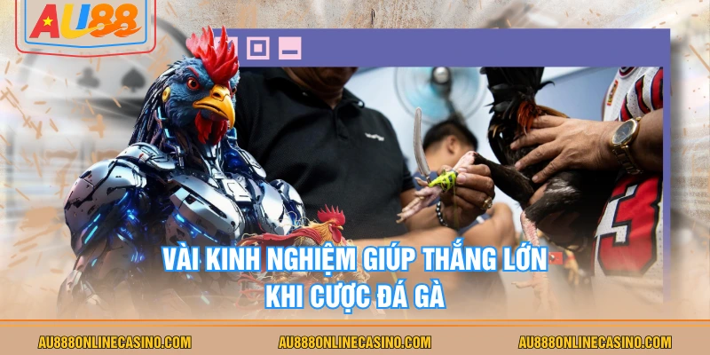 Vài kinh nghiệm giúp thắng lớn khi cược đá gà